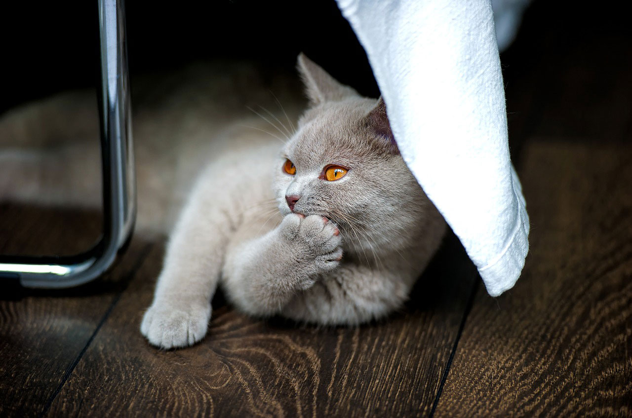 chat British Shorthair