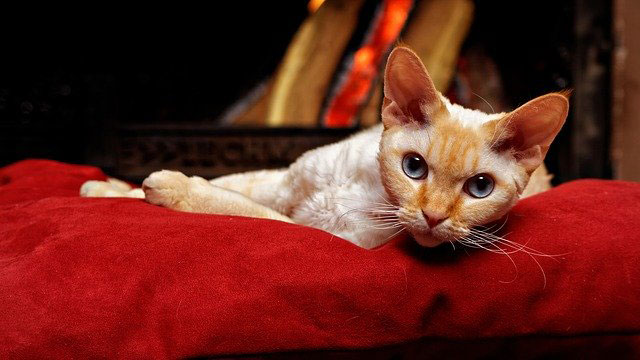 chat Devon Rex