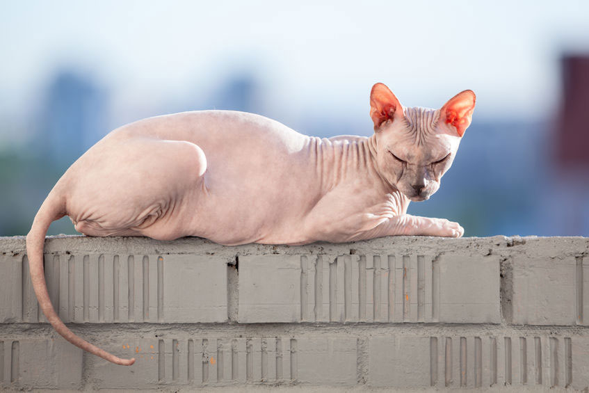 chat Donskoy