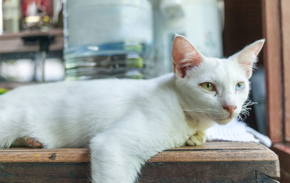 Khao Manee Decouvrez La Race De Chat