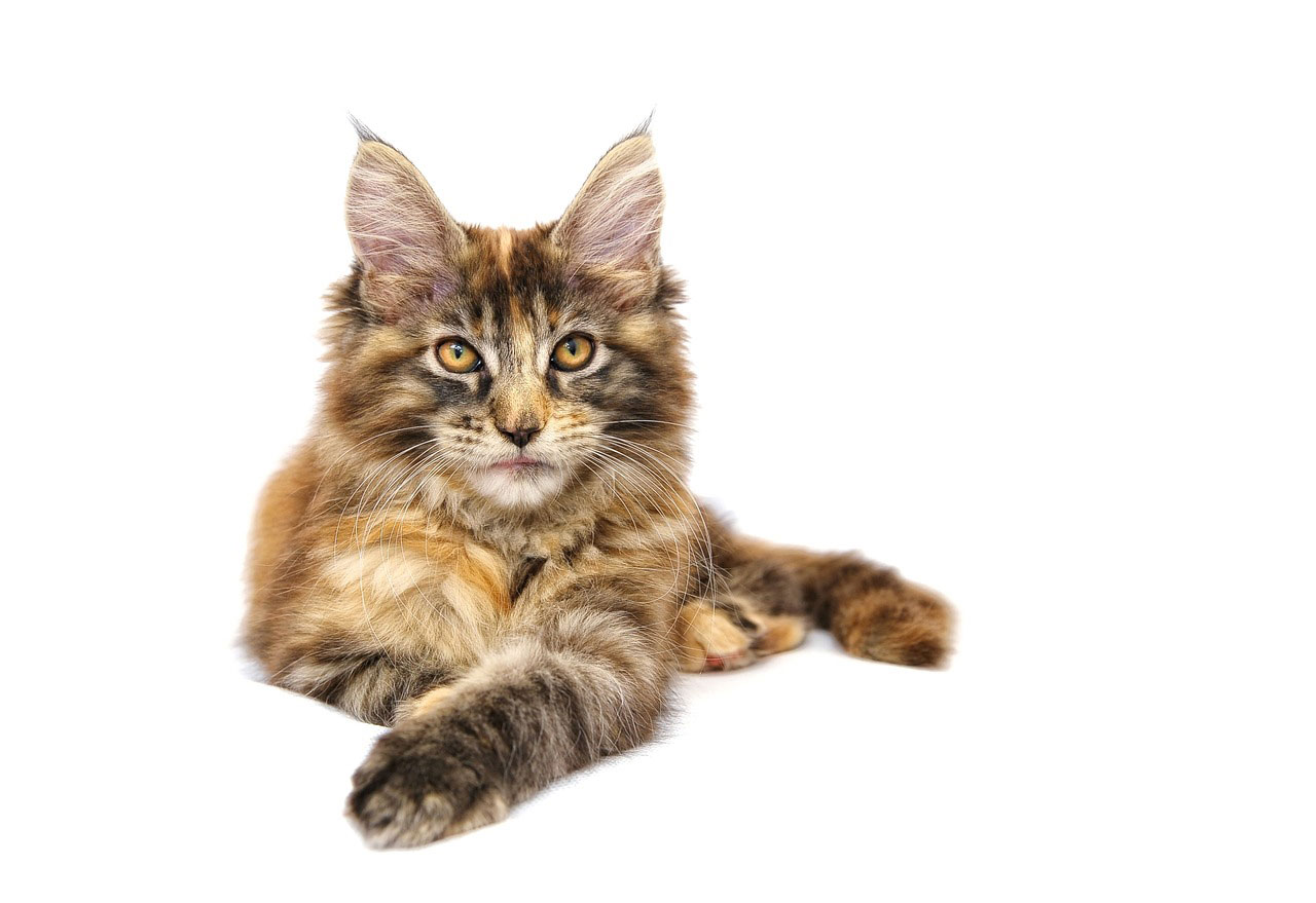 chat Maine Coon