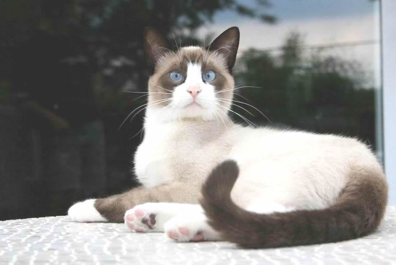 race de chat Snowshoe