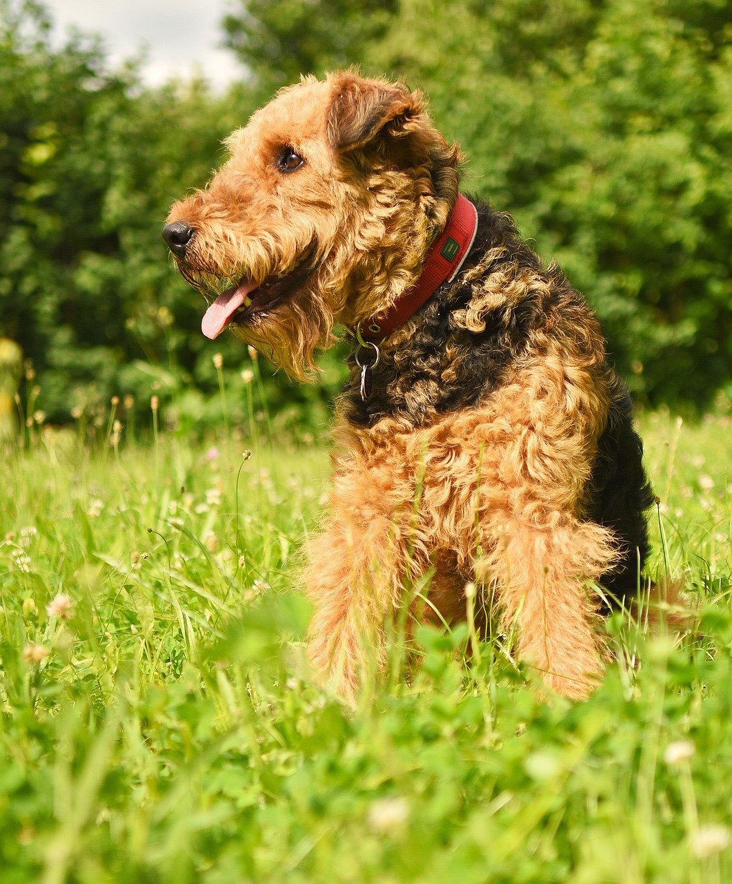 chien Airedale Terrier