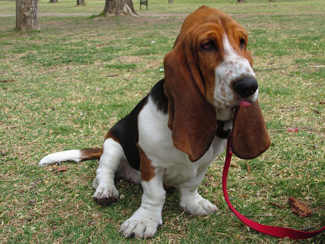 chien Basset Hound