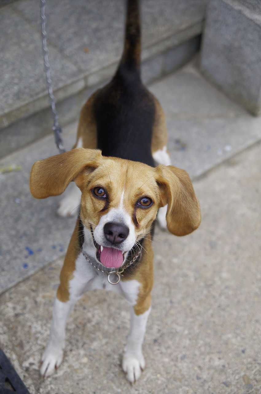 chien Beagle-Harrier