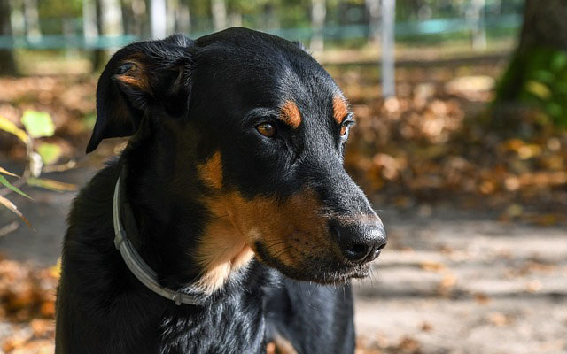 chien beauceron