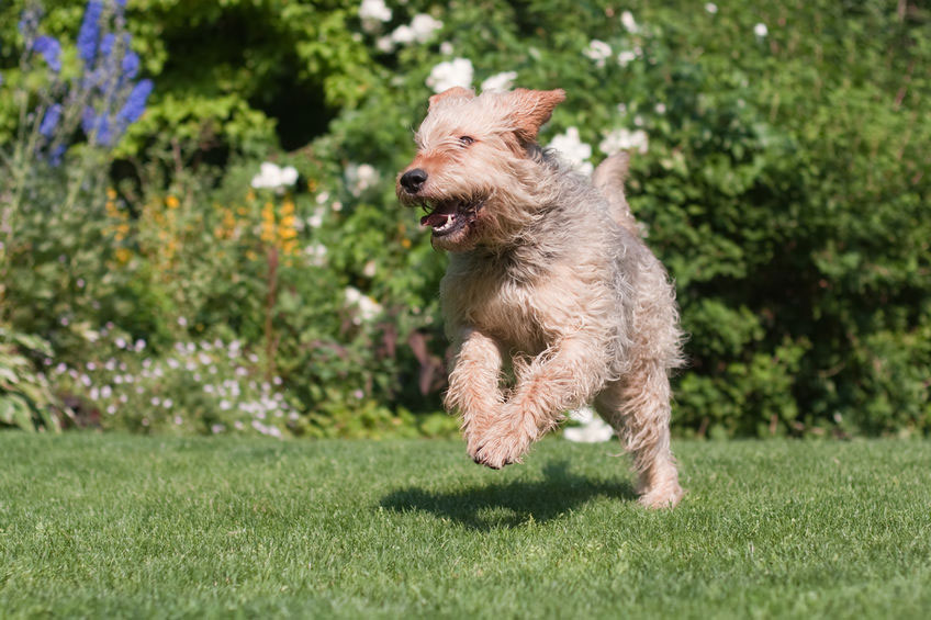 chien Otterhound