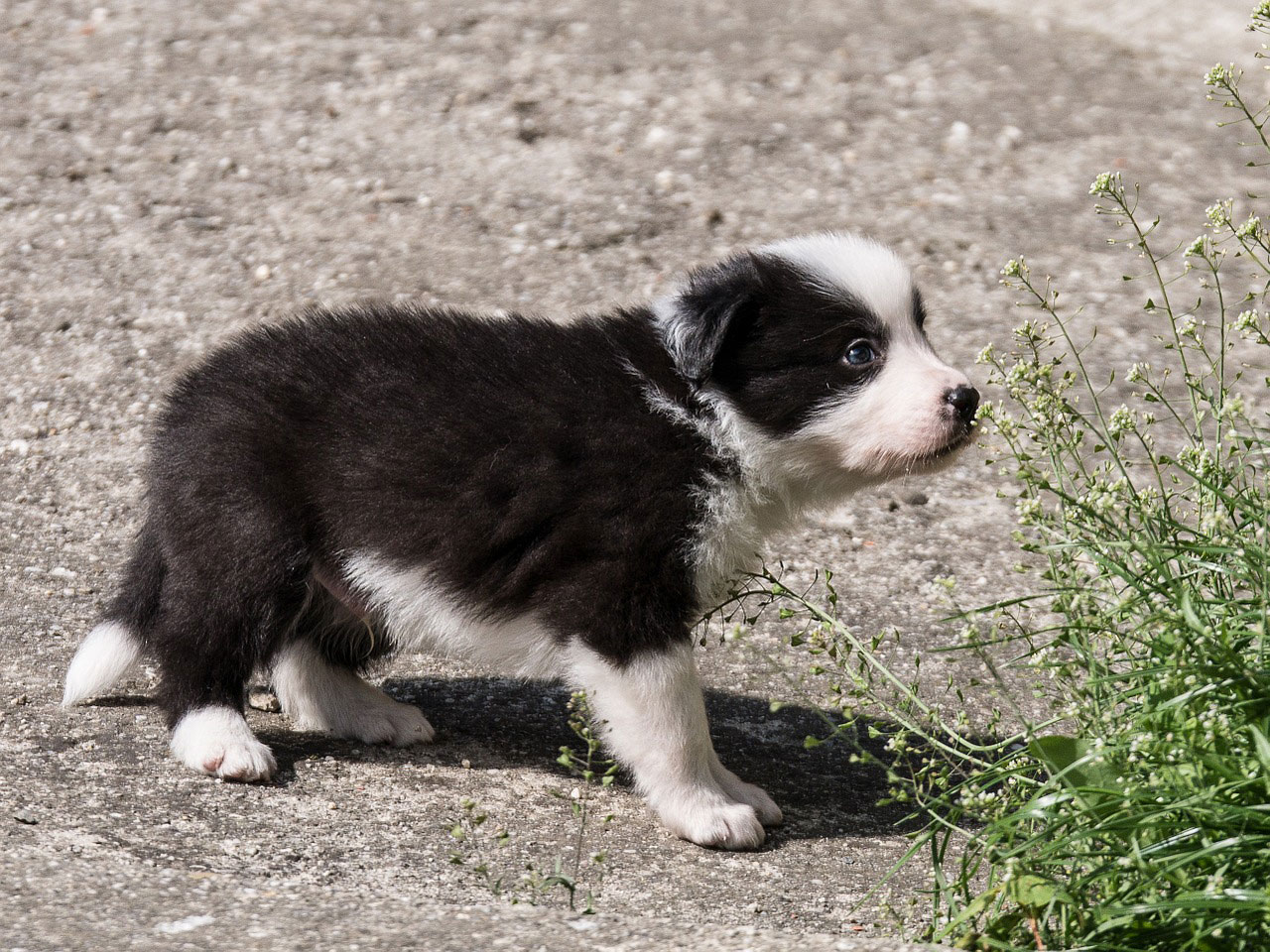 chiot border collie