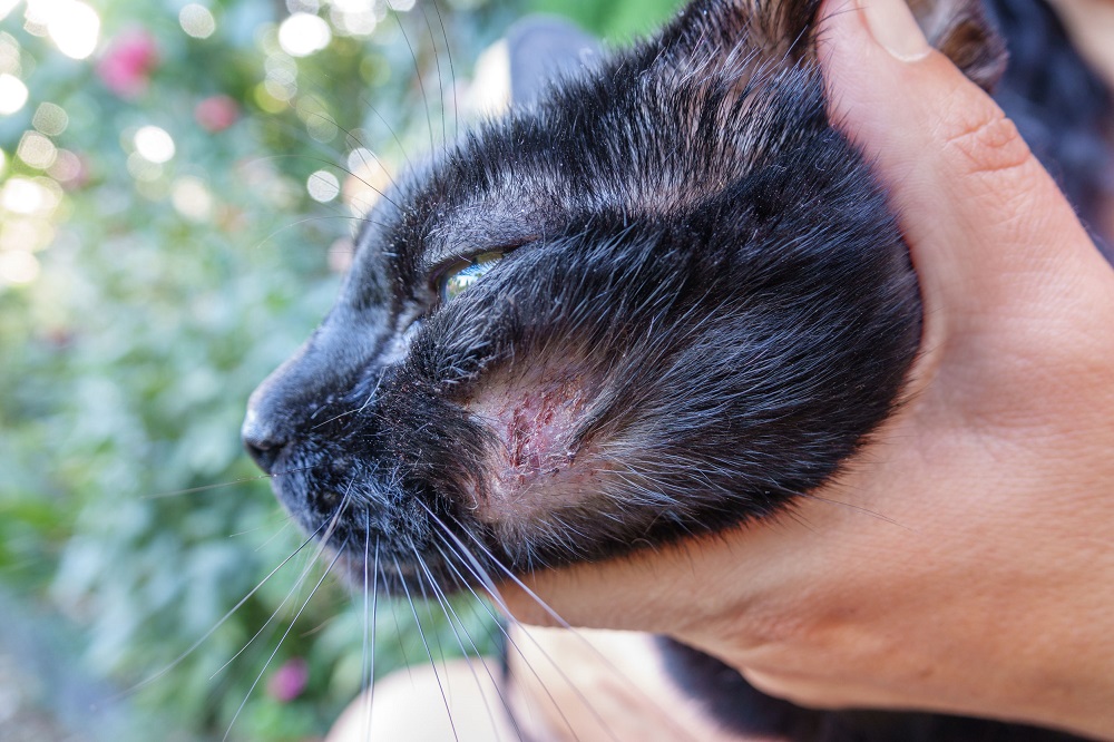 Comment soigner la gale à l'oreille de mon chat ?