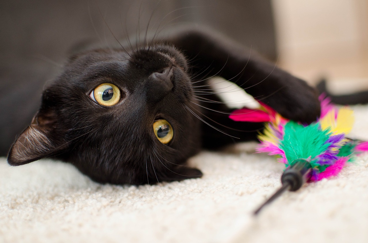 jouets pour chat