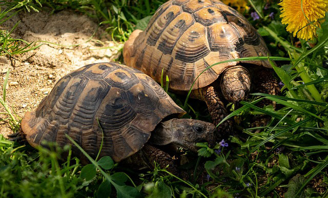 la tortue d’Hermann
