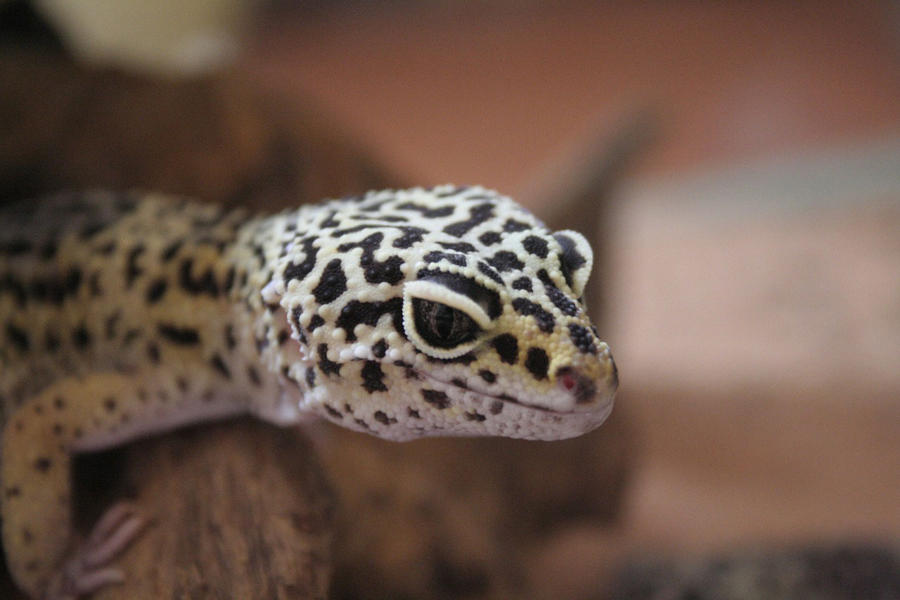lézard gecko léopard