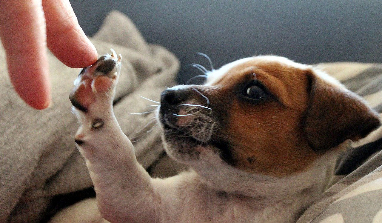 choisir un panier pour chien