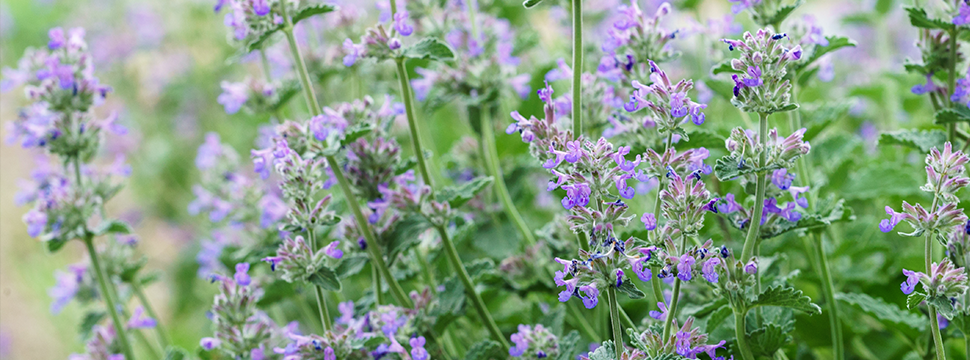 Plantes répulsives de chats: notre top 3