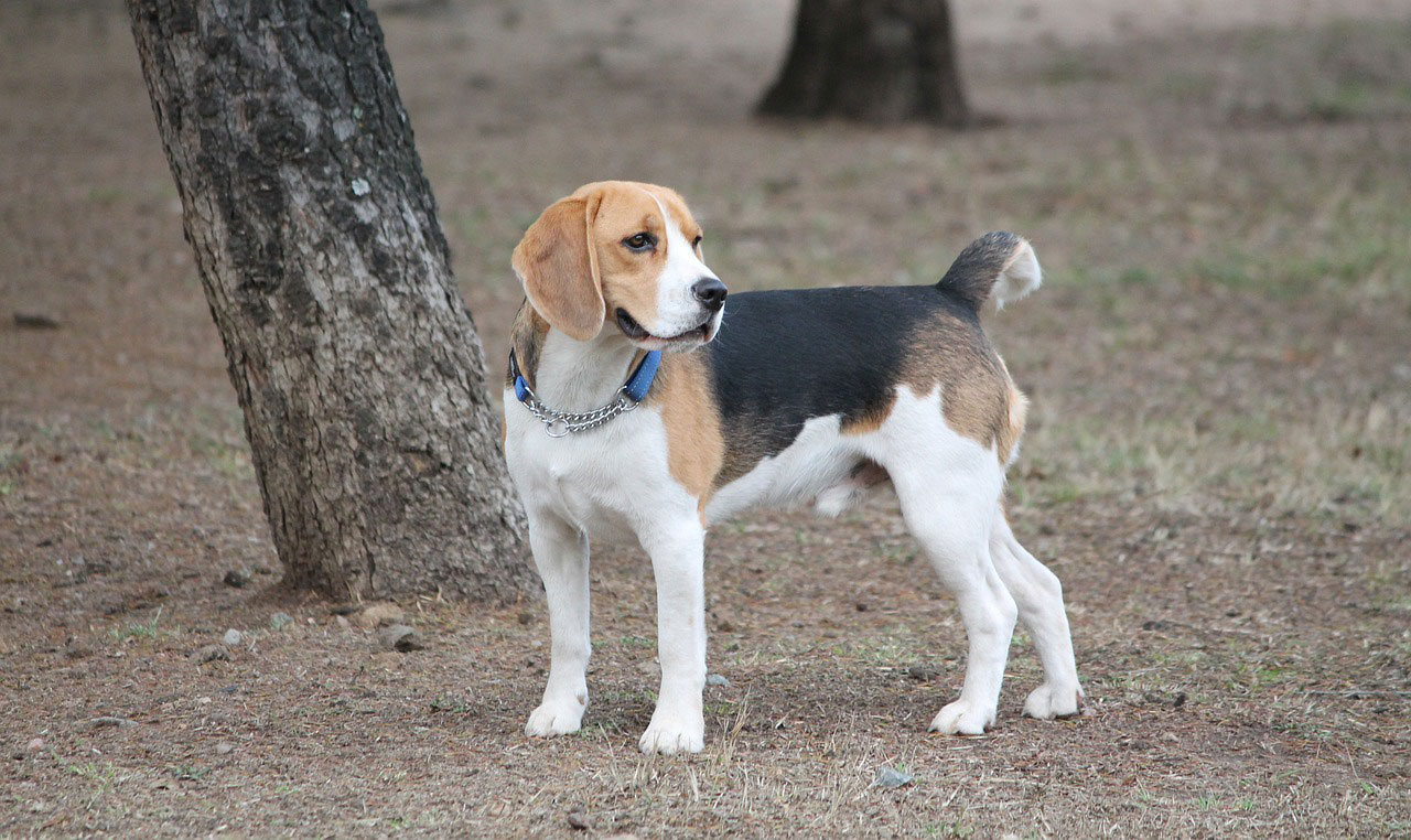 chien Beagle
