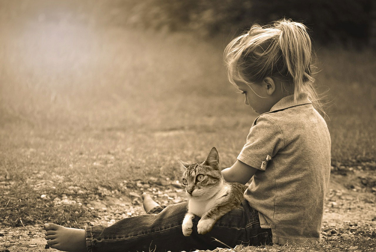 races de chats idéales avec des enfants