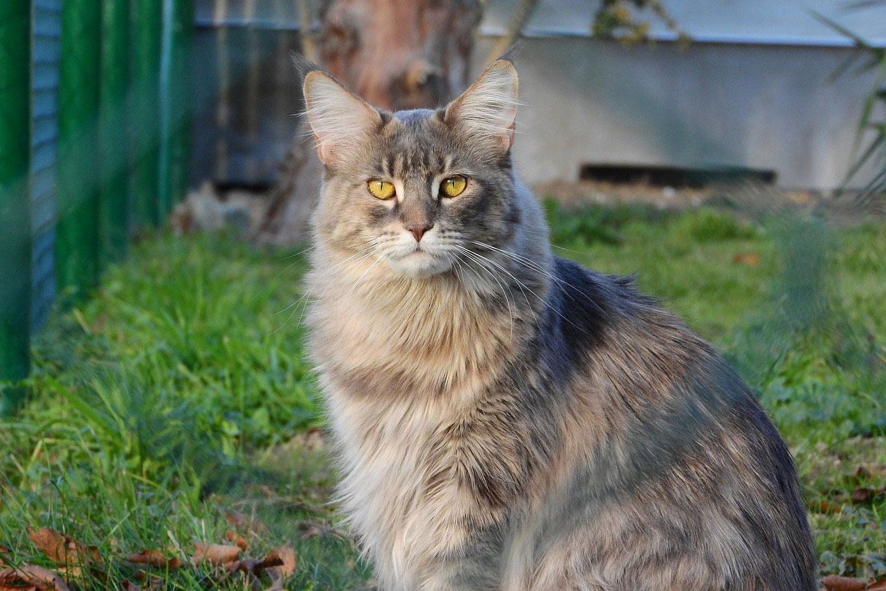 race de chat Maine Coon