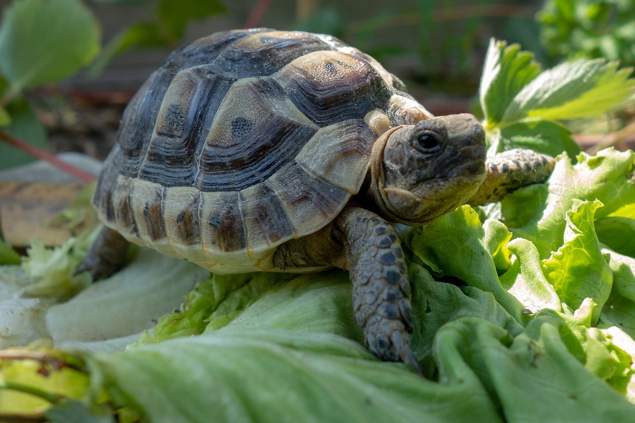 Tortue terrestre