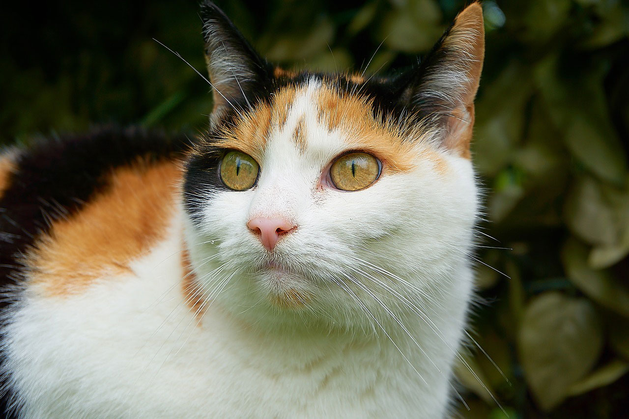 chat tricolore isabelle