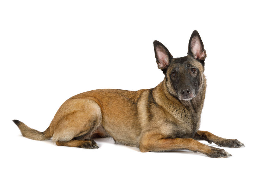 chien berger belge malinois