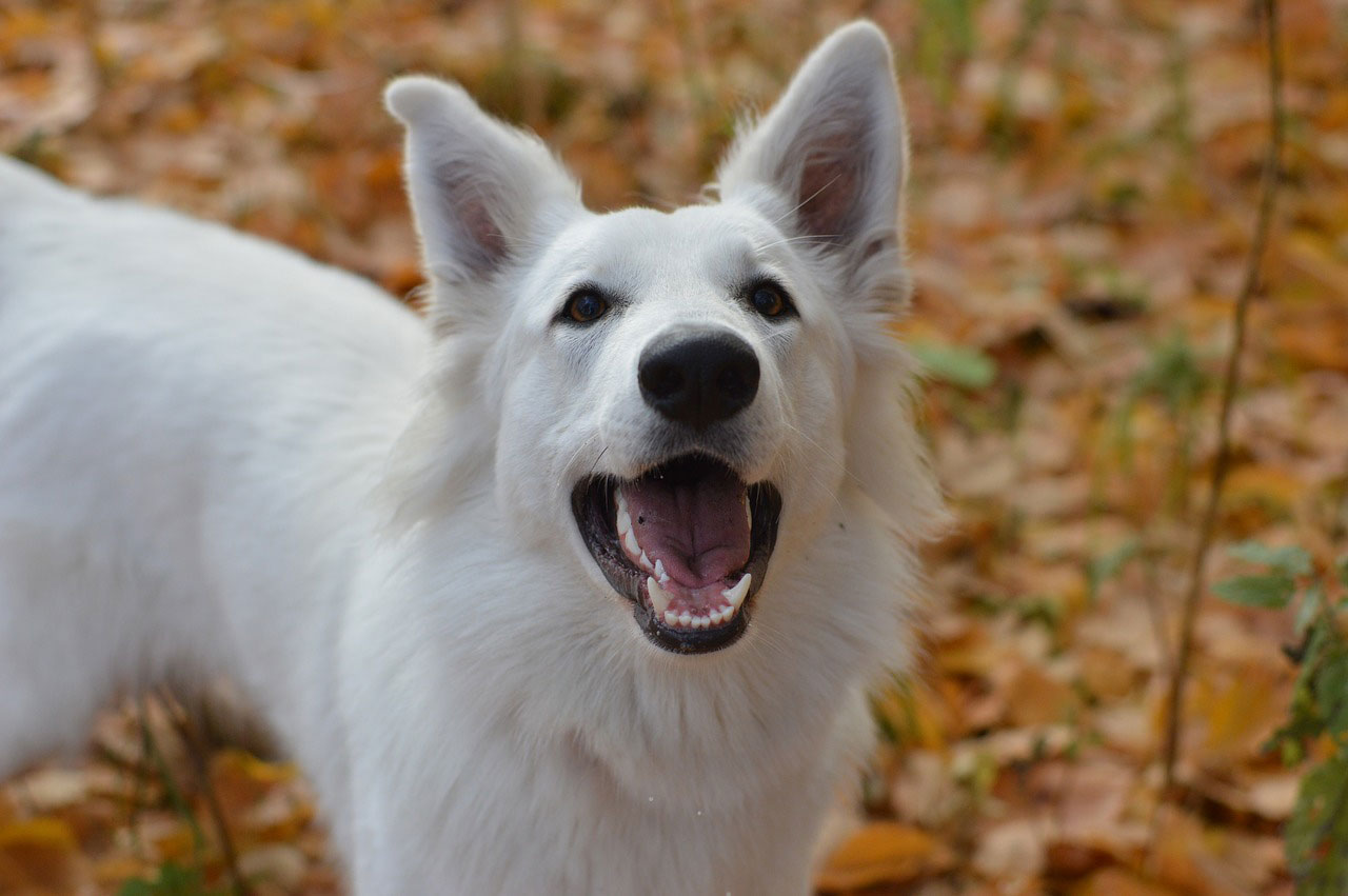 chien berger blanc suisse