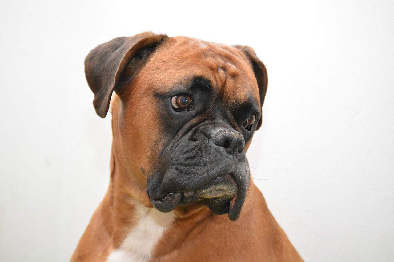 chien boxer