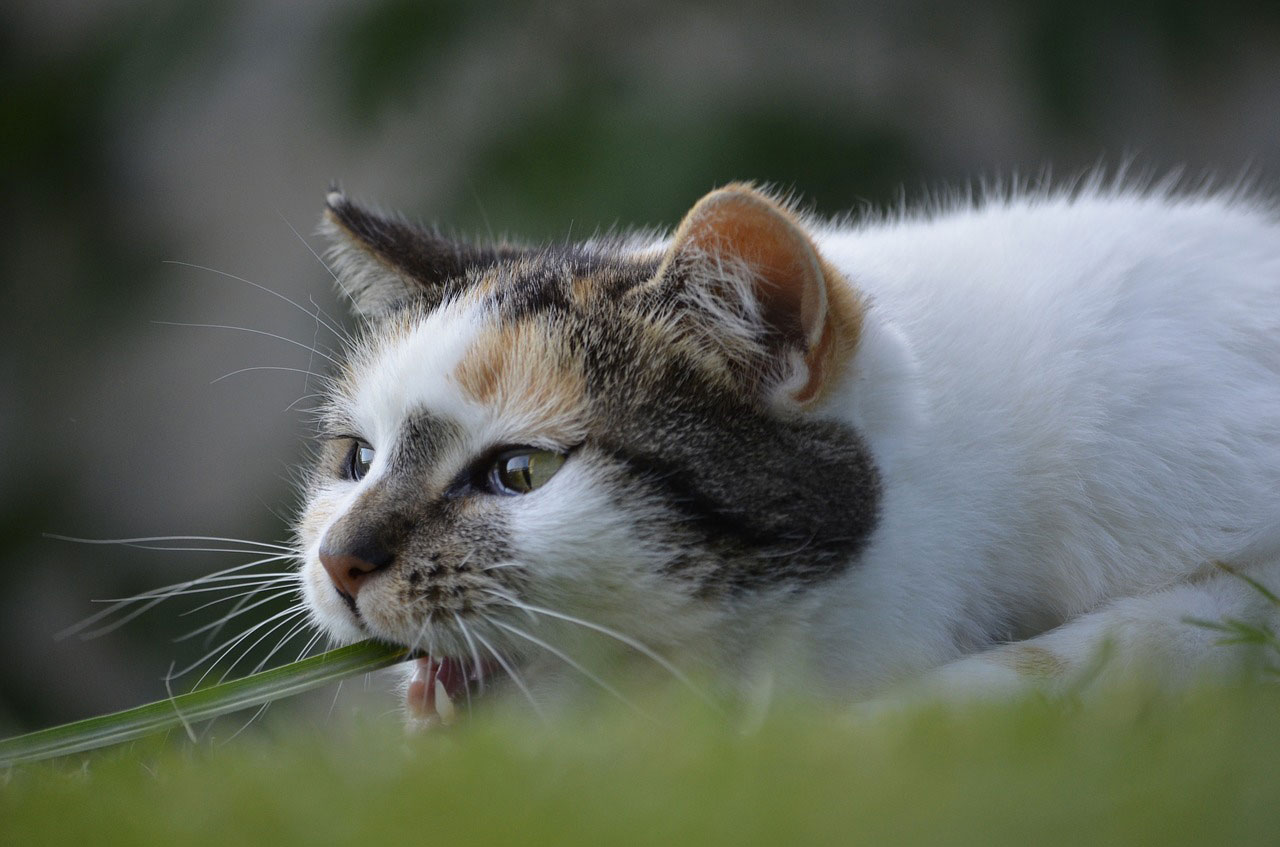 tout savoir sur l'herbe à chat