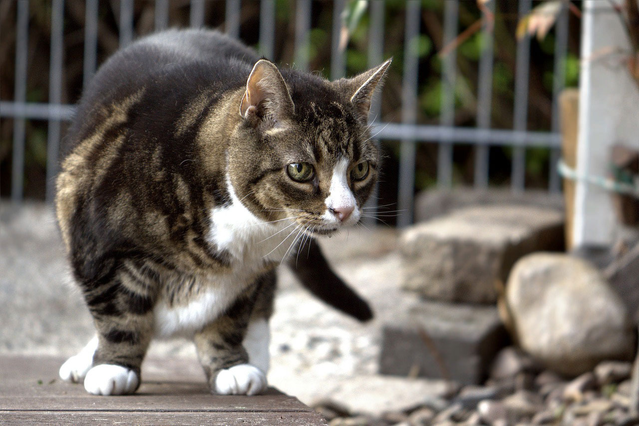 maladies chez les vieux chats