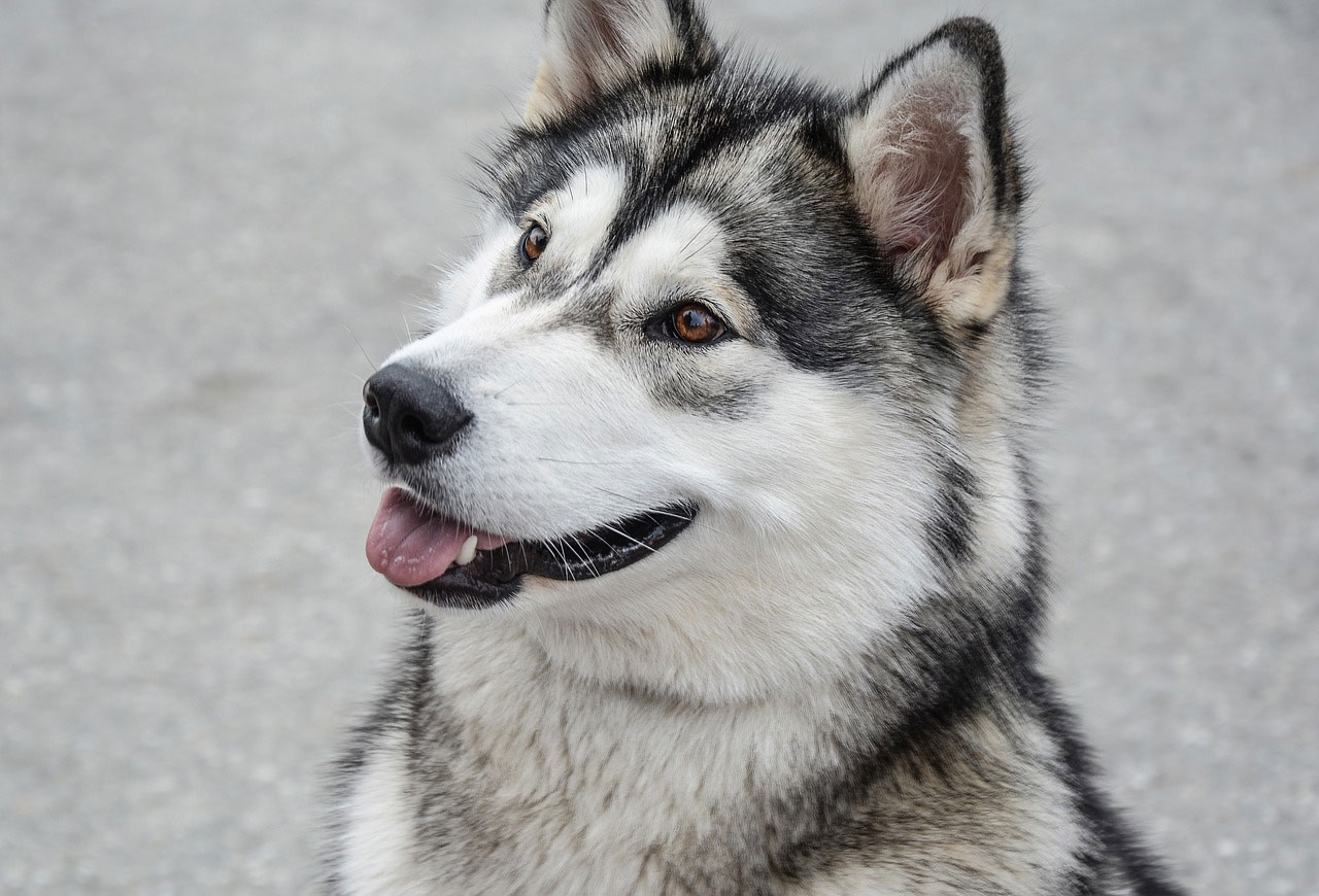 chien Malamute de l’Alaska