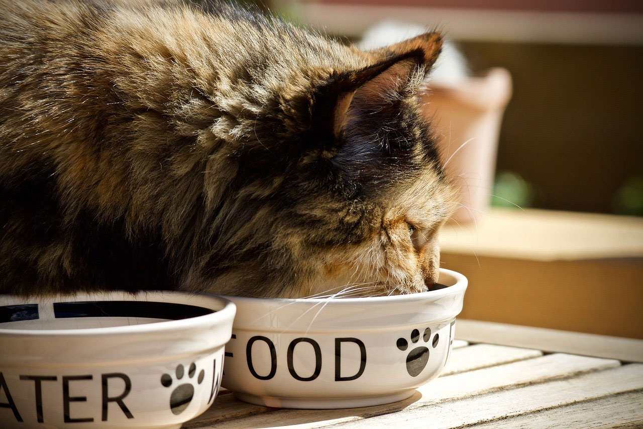 nourriture pour chat