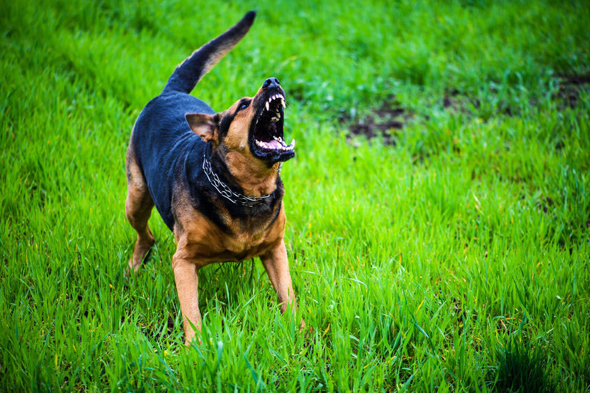 la maladie de la rage chez le chien