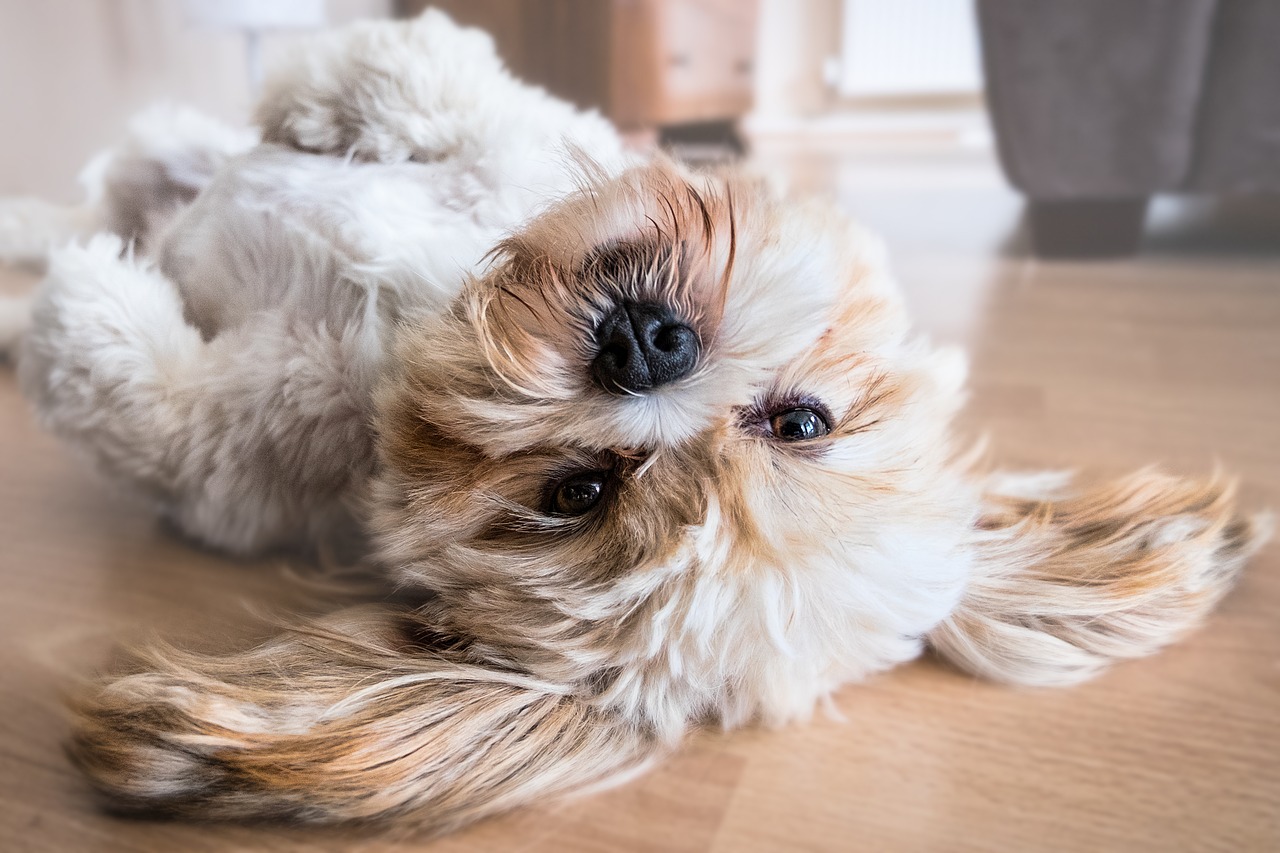 comment habituer un chien à rester seul à la maison