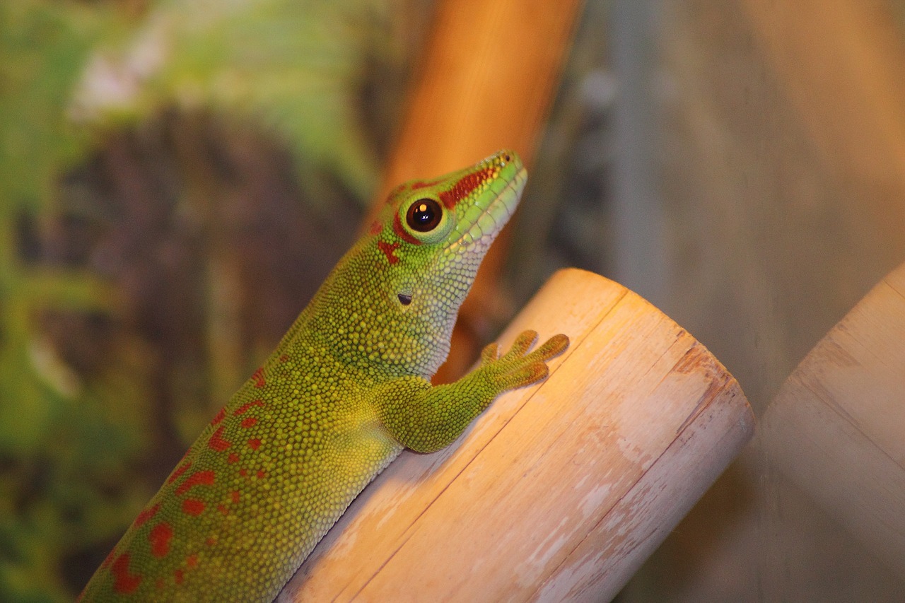 gecko de Madagascar