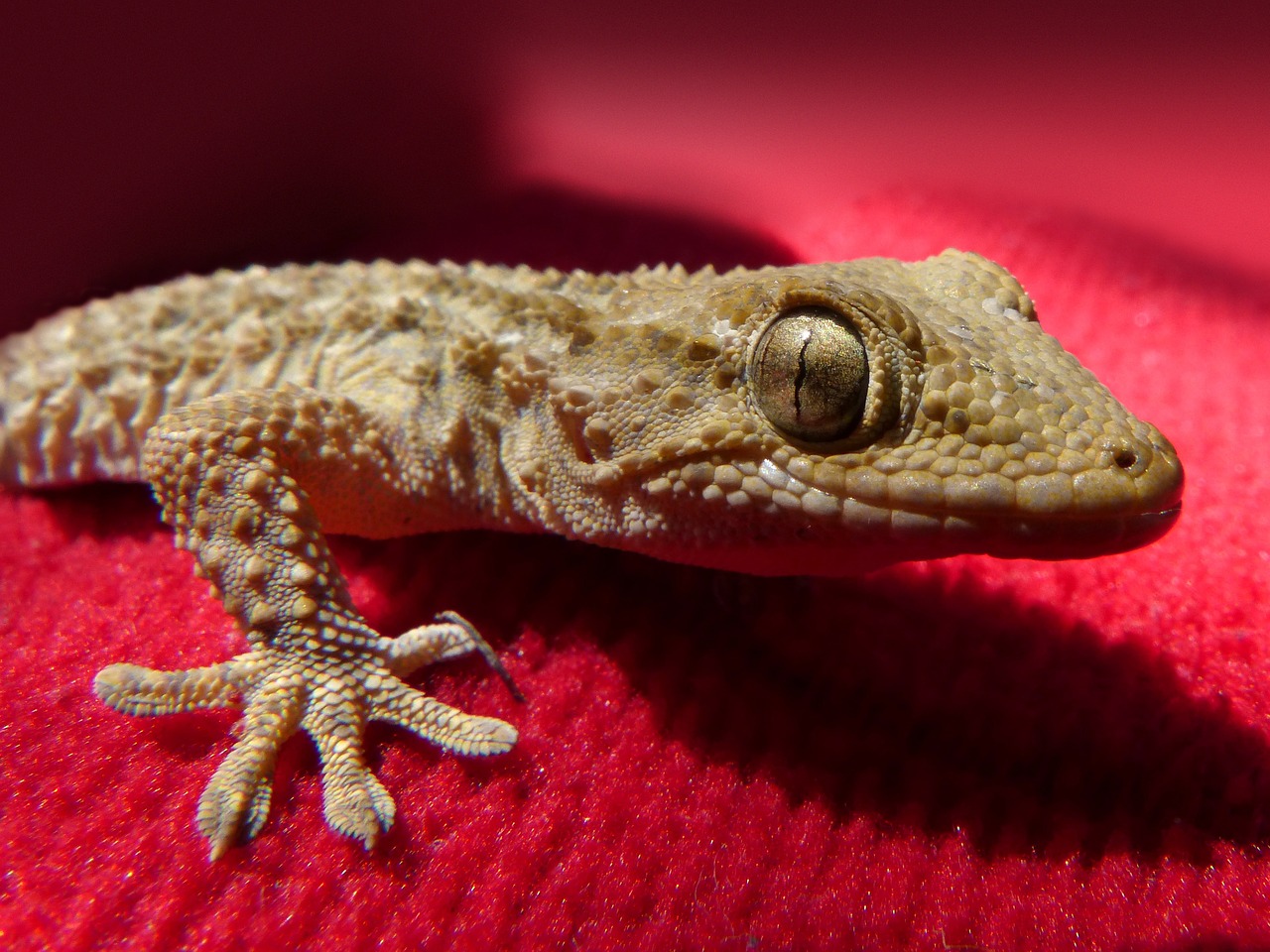 gecko prix d'achat