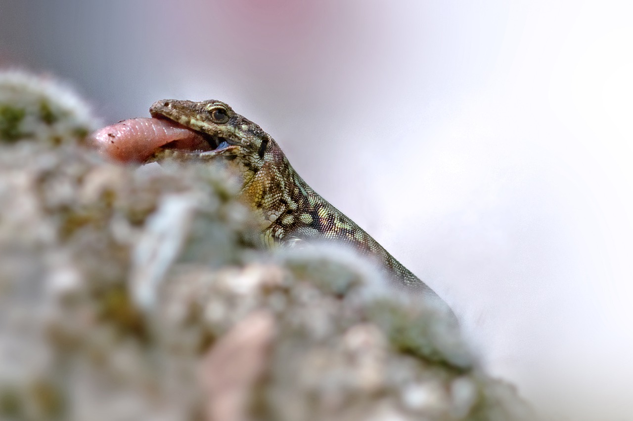 nourrir lézard