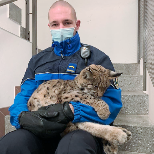 bébé lynx sauvé par la police vaudoise