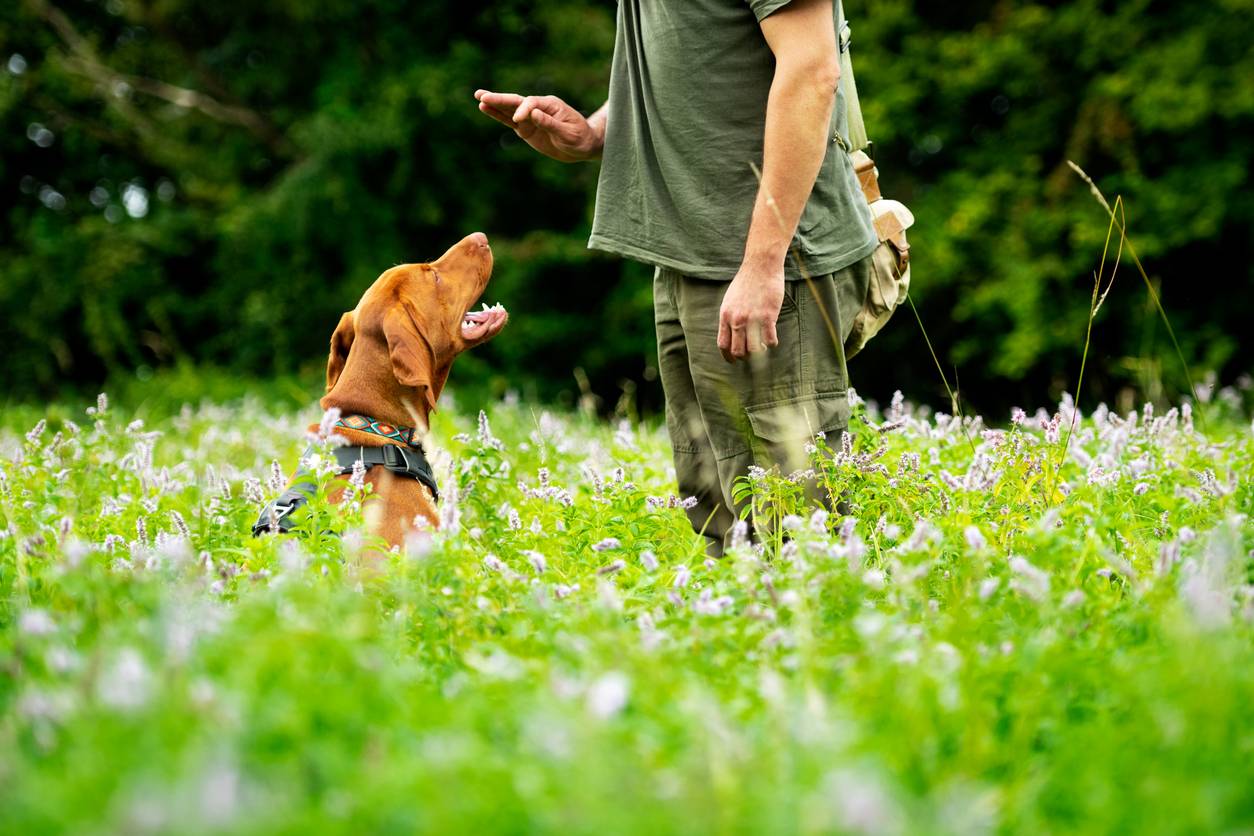 Les différentes méthodes pour éduquer son chien