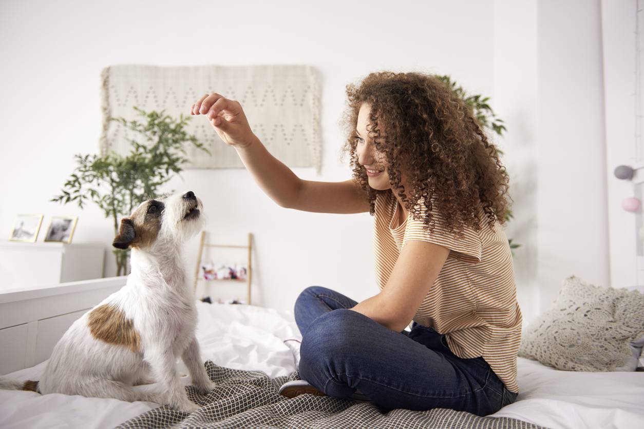 découvrez les méthodes pour éduquer son chien