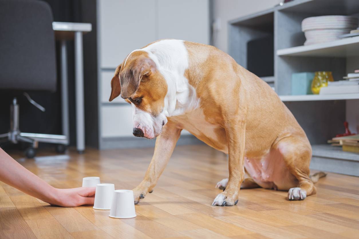 méthodes pour éduquer son chien