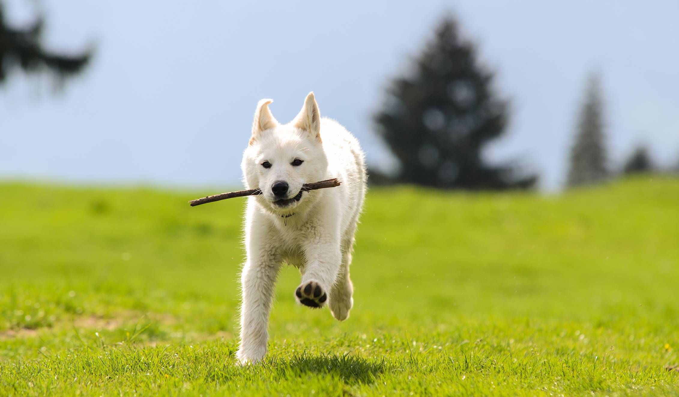 berger blanc suisse