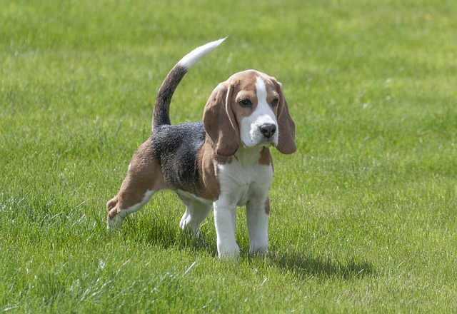 races de chien famille