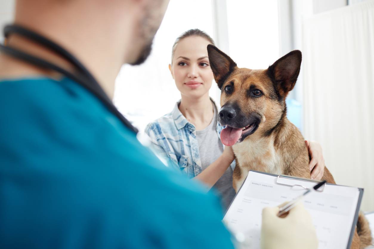 vétérinaire consultation chien berger allemand