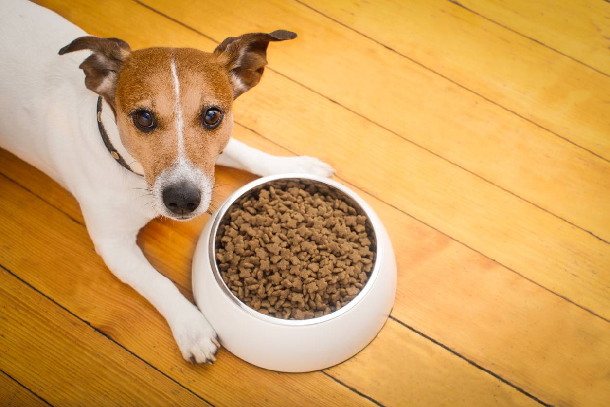 croquettes pour chien