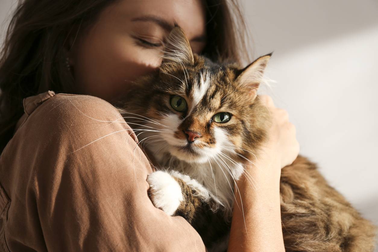 santé chat animal de compagnie