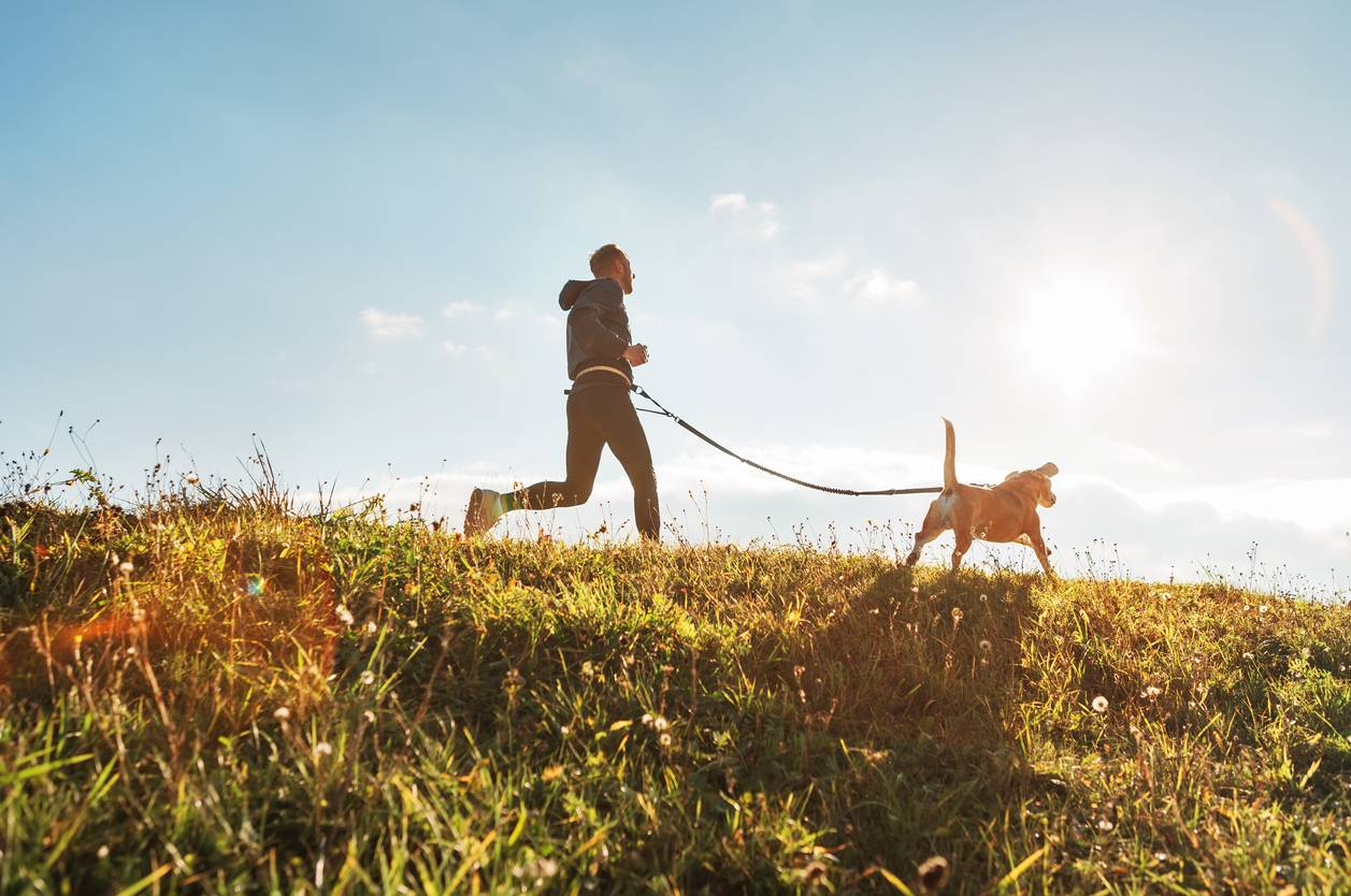 cani-cross, courir avec son chien, équipement, animalerie