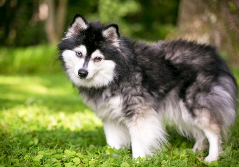 Alaskan Klee Kai