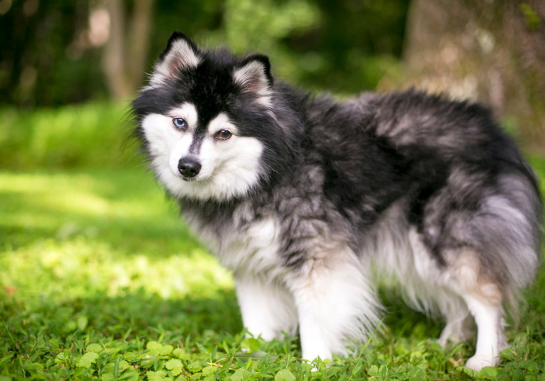 Alaskan Klee Kai Alaskan Klee Kai