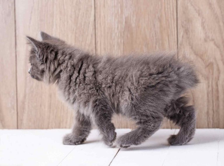 American Bobtail