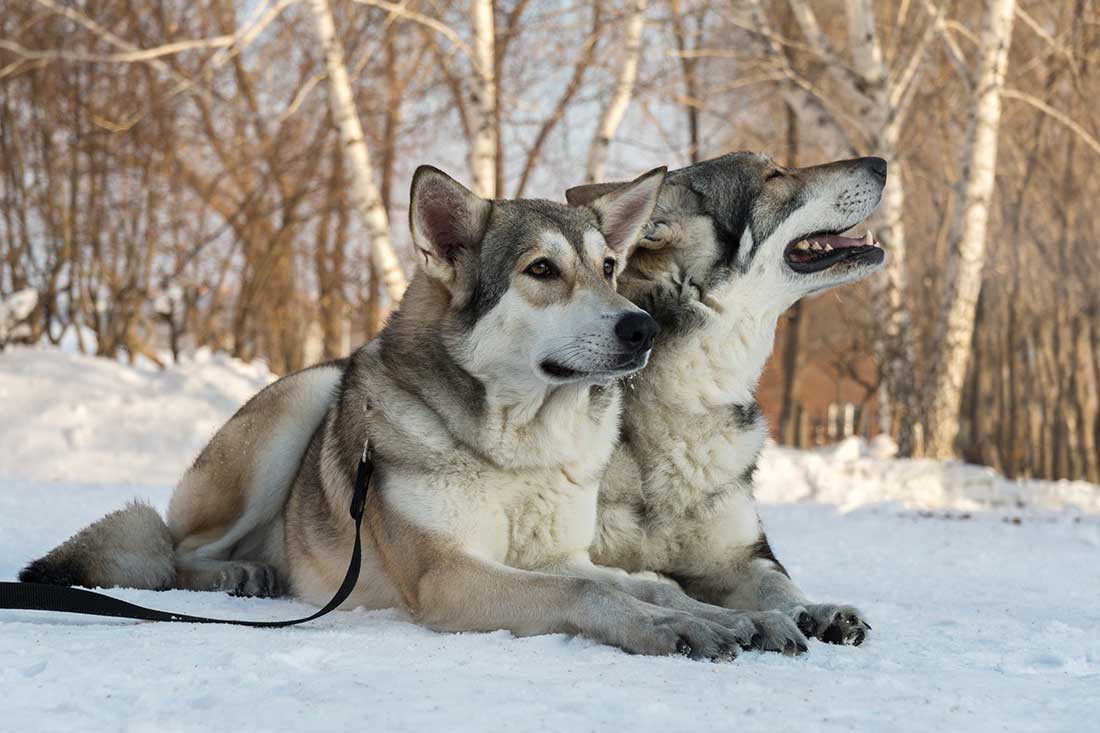 Chien-loup de Saarloos