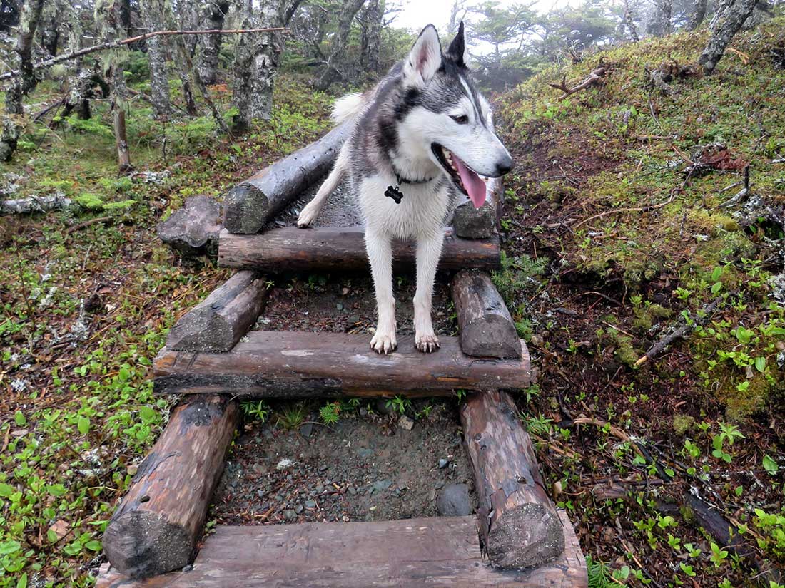 chien Esquimau canadien